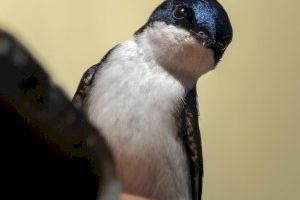 El Ayuntamiento de Sueca facilita bandejas protectoras para evitar la suciedad que puedan originar los nidos de golondrina