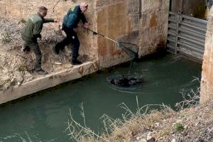 Rescatan a un jabalí atrapado en la acequia de Riola (Valencia) y otro muere ahogado