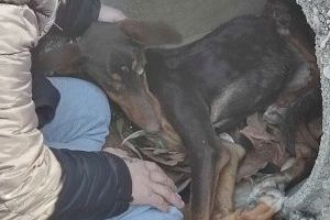Rescatan a una perra escondida en un desagüe tras ser atropellada en Alzira