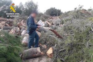 Denuncian la tala ilegal de pinos mediterráneos en un campo del golf de Orihuela