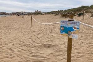 Medio Ambiente instala un nuevo balizado para salvaguardar la nidifiación del chorlitejo patinegro en la playa de La Mata