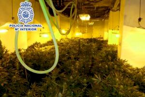 Desmantelado un cultivo indoor de marihuana con 278 plantas en Elda