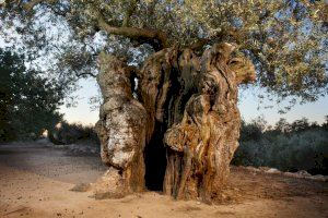 Aquest poble de Castelló organitza rutes guiades gratuïtes per conèixer les seues oliveres mil·lenàries