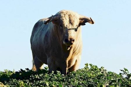 Vila-real programa un encierro de toros cerriles de Julio de la Puerta para San Pascual