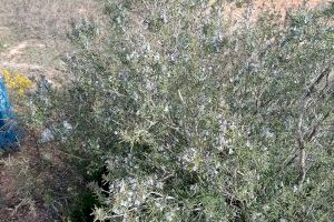 La débil floración de los romeros revela la grave sequía que se está registrando