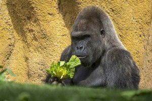 El gorila “espalda plateada” de BIOPARC Valencia celebra su 32 cumpleaños