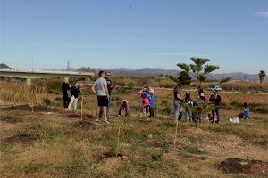 El proyecto de reforestación Menuda Ribera planta 1.200 pinos y arbustos en el Palancia