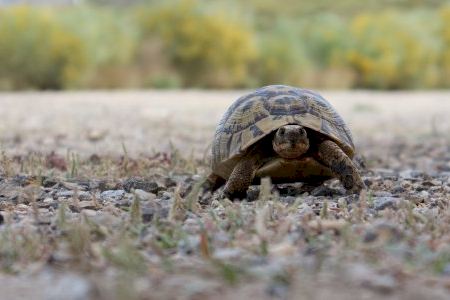 Un estudio revela que especies singulares de tortugas y cocodrilos podrían desaparecer en los próximos años