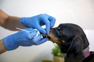 Más de 26.000 perros de l’Horta Sud ya han sido registrados genéticamente