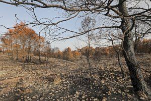 La Diputación ayuda a la recuperación de los municipios afectados por los incendios de La Vall d’Ebo y Petrer