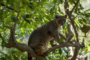 BIOPARC Valencia forma una nueva pareja de fosas, el rarísimo depredador dominante de Madagascar