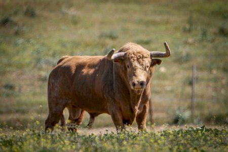 Almassora exhibirá 17 toros cerriles por Santa Quiteria, dos más que el año anterior