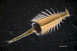 L'IATS-CSIC col·labora en el descobriment de dues noves espècies del crustaci Artemia