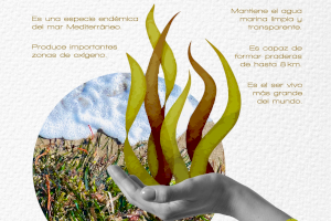 ‘No son algas, es posidonia’, la nueva campaña de concienciación sobre la protección de la posidonia de Teulada Moraira