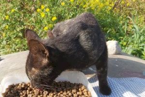 Burriana contrata un servicio veterinario para controlar las colonias felinas