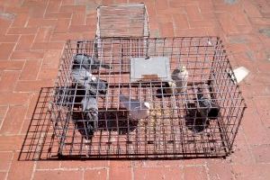 Almassora ejecuta un plan de control de plagas sobre palomas