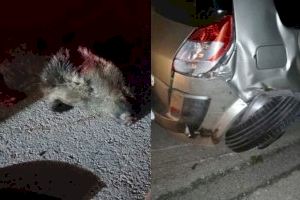 Los jabalís provocan siete de cada diez accidentes contra animales en las carreteras valencianas