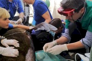 Veterinarios del Oceanogràfic y clínicos de la UCV diagnostican un problema respiratorio en una leona marina