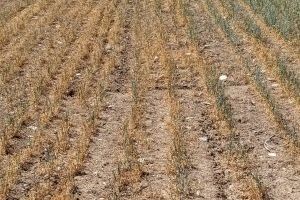 Los agricultores valencianos alertan de pérdidas millonarias en el campo por la sequía