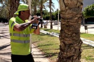 El Ayuntamiento de la Vila Joiosa finaliza el tratamiento de más de 200 palmeras contra el picudo rojo en la localidad