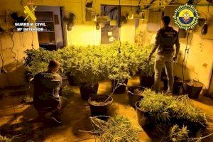 Cuatro detenidos en Monforte del Cid por cultivo y tráfico ilegal de marihuana