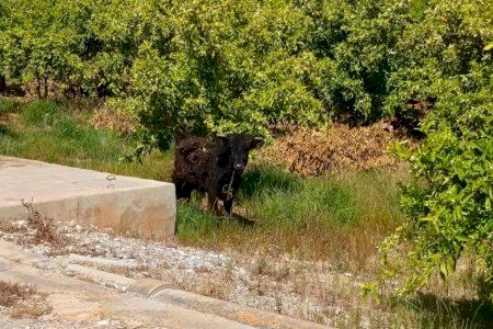Un becerro robado en una ganadería de Betxí es visto en Nules
