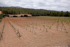 La fauna cinegética produce estragos en parcelas de viña de El Rebollar