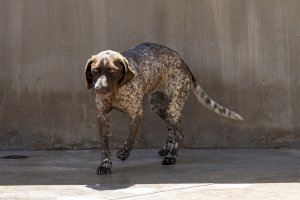 Optimista “última llamada” para el 22º Desfile de perros abandonados de A.U.P.A. y Fundación BIOPARC