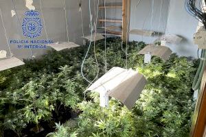 Cuatro detenidos en Alzira por cultivar y vender marihuana y cocaína