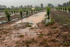 El camp valencià dóna la benvinguda a les pluges encara que tem perquè la seua excessiva durada pot matar alguns cultius