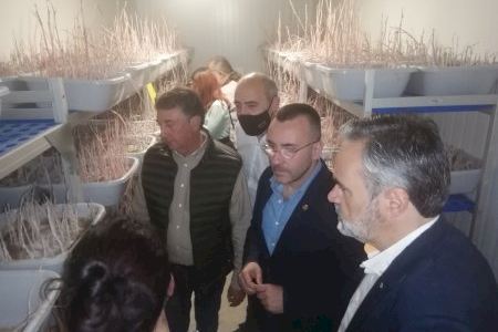 La Diputació de Castelló aprova les bases per a ajudar a les cooperatives a crear insectaris per a fer front al ‘cotonet’ dels cítrics