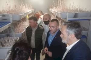 La Diputación de Castellón aprueba las bases para ayudar a las cooperativas a a crear insectarios para hacer frente al ‘cotonet’