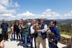 Transición Ecológica introduce tres nuevos jóvenes quebrantahuesos en el Parque Natural de la Tinença de Benifassà