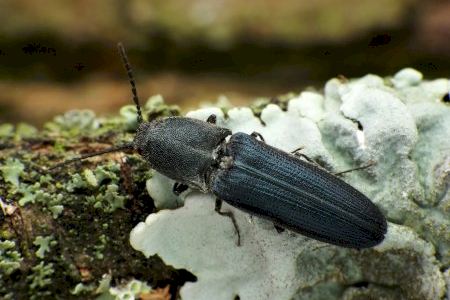 Día Mundial del Medio Ambiente:Los insectos saproxílicos que habitan en las oquedades de los árboles son más vulnerables que hace una década