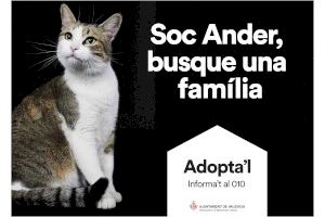 La campanya “Adopta’l” torna per a fomentar l'acollida d'animals i lluitar contra l’abandonament