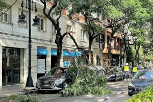 La caída de dos árboles obliga a cortar la circulación en Antiguo Reino y la calle Burriana en Valencia