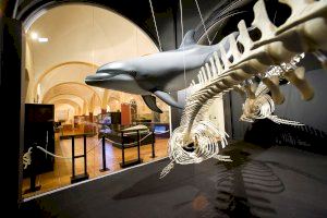 Alumnos del taller de empleo “Vides de la Mata” y de APANEE cerrarán las visitas para centros educativos en el Museo de Historia Natural