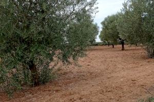 La sequía y las altas temperaturas arruinan la cosecha de aceitunas en Requena-Utiel