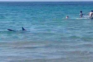 VIDEO | Un pequeño tiburón sorprende a los bañistas en la costa de Orihuela