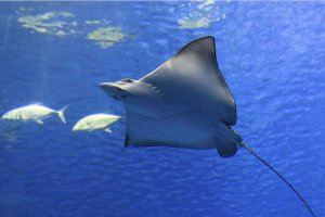 Investigadores proponen dos áreas de interés para la conservación de tiburones y rayas entre el litoral de Alicante y Murcia