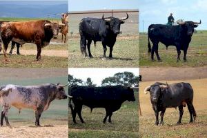 La magia de Miura llega a la Vall d’Uixó: seis toros protagonizarán un encierro en julio