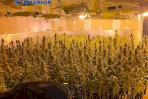 Desmantelada una plantación de marihuana indoor en el Marítim de Valencia