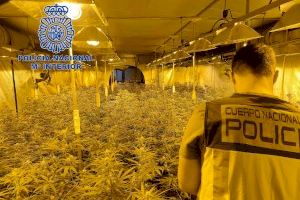 Descubren en una antigua fábrica de calzado en Elche una macro plantación de marihuana con más de mil plantas