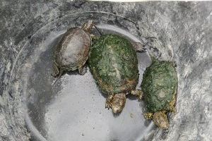 Localitzen set tortugues d’estany europees i una d’aigua ibèrica en el Tancat de la Pipa