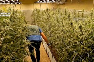 Dos detenidos tras desmantelar una importante plantación de marihuana en La Safor