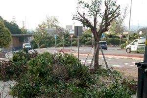 Comienza la poda de reconstrucción de los árboles de diferentes avenidas de Segorbe