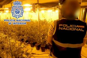 Desmantelados varios cultivos 'indoor' de marihuana en Petrer, Novelda y Villena