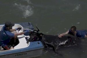 Muere ahogado un toro en los bous a la mar de Dénia