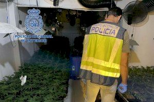 Dos detenidos tras desmantelar una plantación de marihuana de más de 1600 plantas en Torrent