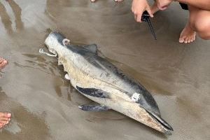 Encuentran el cadáver de un delfín mutilado en la playa de Alboraya